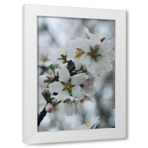 Spring Blossoms I White Modern Wood Framed Art Print by Geyman, Vitaly