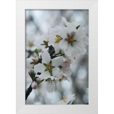 Spring Blossoms I White Modern Wood Framed Art Print by Geyman, Vitaly