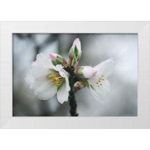 Spring Blossoms III White Modern Wood Framed Art Print by Geyman, Vitaly