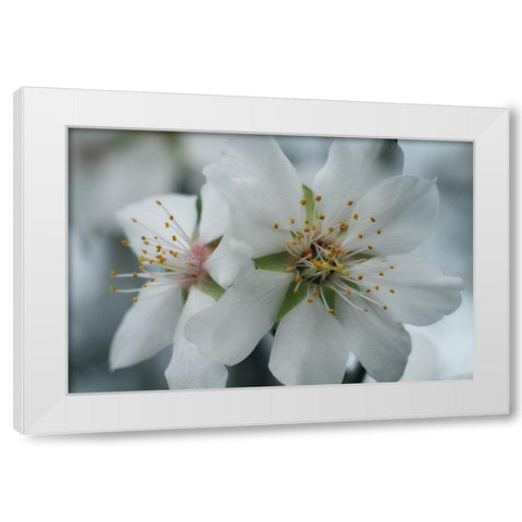Spring Blossoms IV White Modern Wood Framed Art Print by Geyman, Vitaly