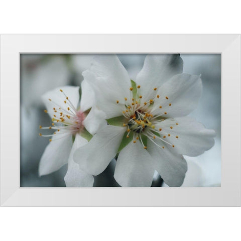 Spring Blossoms IV White Modern Wood Framed Art Print by Geyman, Vitaly