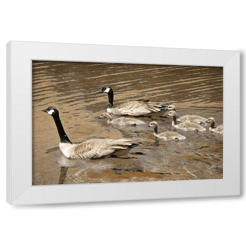 Canadian Geese White Modern Wood Framed Art Print by Geyman, Vitaly