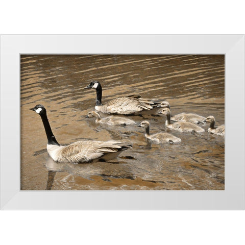 Canadian Geese White Modern Wood Framed Art Print by Geyman, Vitaly