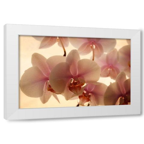 Pure Orchids White Modern Wood Framed Art Print by Geyman, Vitaly
