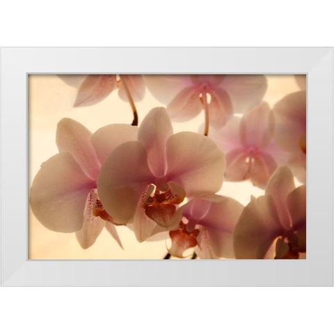 Pure Orchids White Modern Wood Framed Art Print by Geyman, Vitaly