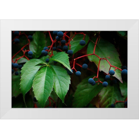 Vinyard Mozaic White Modern Wood Framed Art Print by Geyman, Vitaly