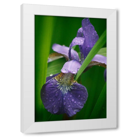 Wild Iris White Modern Wood Framed Art Print by Geyman, Vitaly