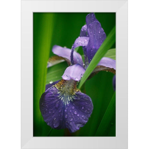Wild Iris White Modern Wood Framed Art Print by Geyman, Vitaly