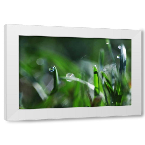 Dew Drops I White Modern Wood Framed Art Print by White, Leesa
