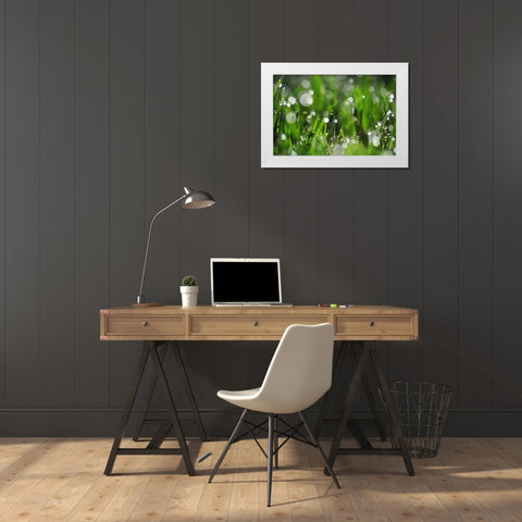 Dew Drops II White Modern Wood Framed Art Print by White, Leesa