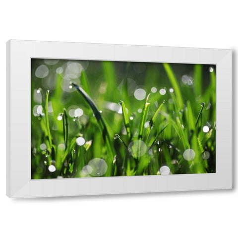 Dew Drops III White Modern Wood Framed Art Print by White, Leesa