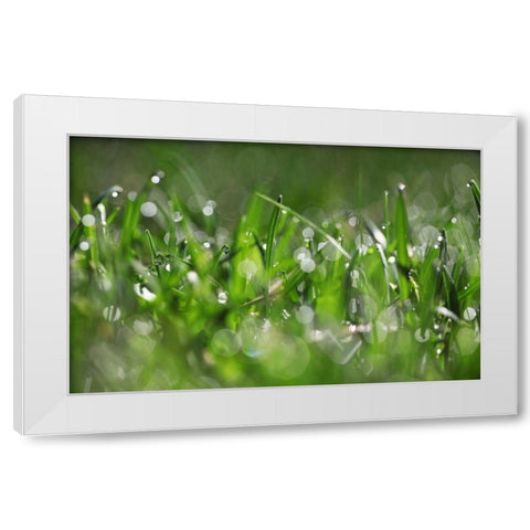 Dew Drops IV White Modern Wood Framed Art Print by White, Leesa