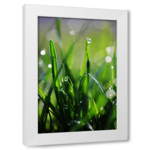 Dew Drops VI White Modern Wood Framed Art Print by White, Leesa