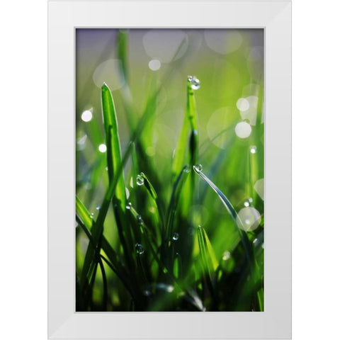 Dew Drops VI White Modern Wood Framed Art Print by White, Leesa