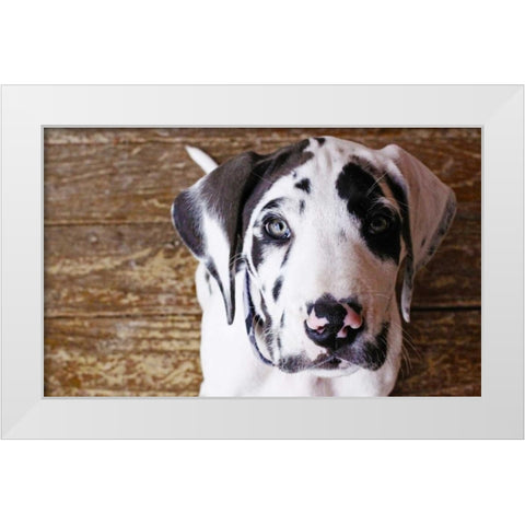 Grace II White Modern Wood Framed Art Print by White, Leesa