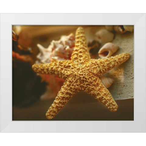 Starfish I White Modern Wood Framed Art Print by Clayton-Thompson, Philip