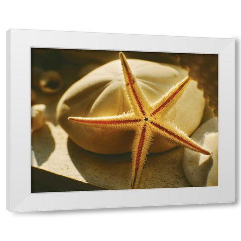 Starfish II White Modern Wood Framed Art Print by Clayton-Thompson, Philip