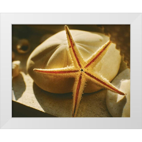Starfish II White Modern Wood Framed Art Print by Clayton-Thompson, Philip