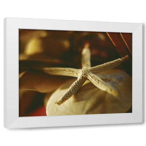 Starfish III White Modern Wood Framed Art Print by Clayton-Thompson, Philip