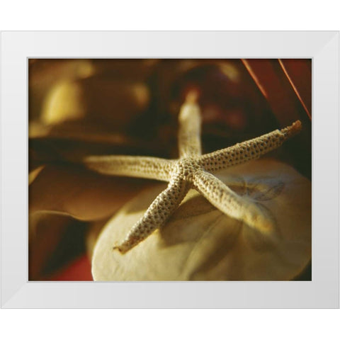 Starfish III White Modern Wood Framed Art Print by Clayton-Thompson, Philip