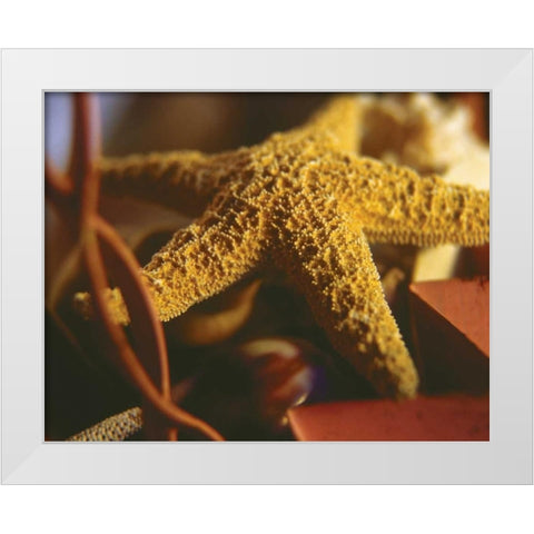 Starfish IV White Modern Wood Framed Art Print by Clayton-Thompson, Philip