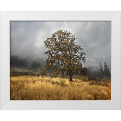 Field of Gold White Modern Wood Framed Art Print by Geyman, Vitaly