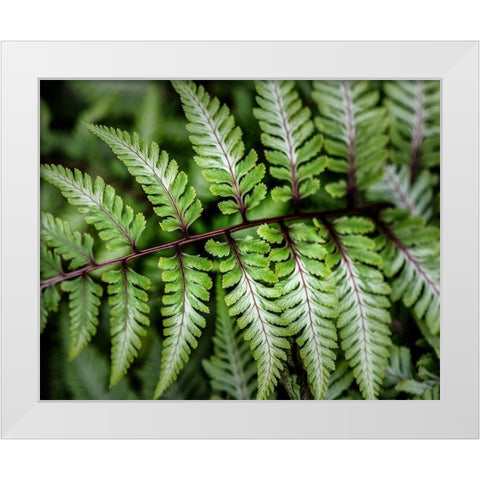 Fern Detail White Modern Wood Framed Art Print by Head, Danny