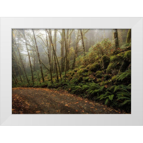 Rain Forest White Modern Wood Framed Art Print by Head, Danny