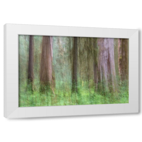 Woodland Abstract White Modern Wood Framed Art Print by Head, Danny