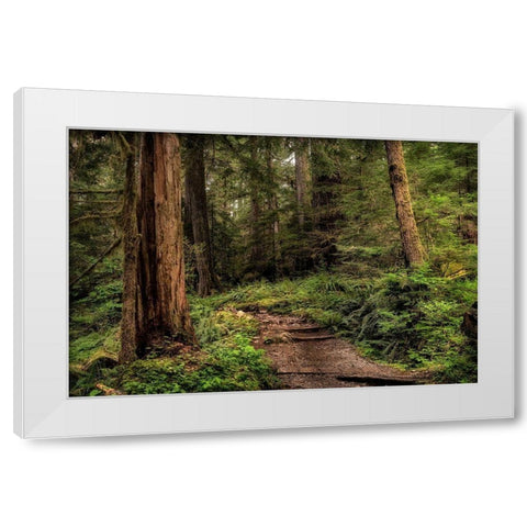 The Forest Calls White Modern Wood Framed Art Print by Head, Danny