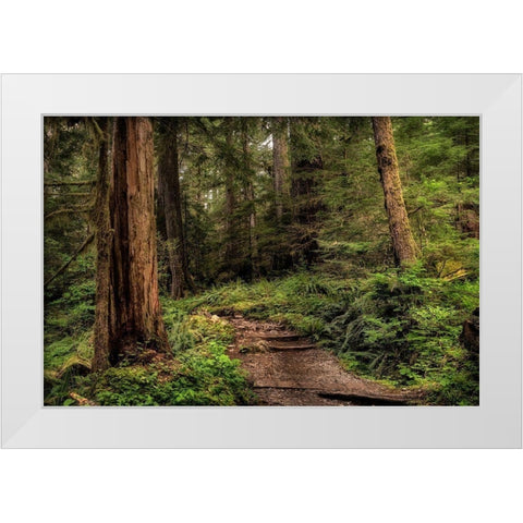The Forest Calls White Modern Wood Framed Art Print by Head, Danny