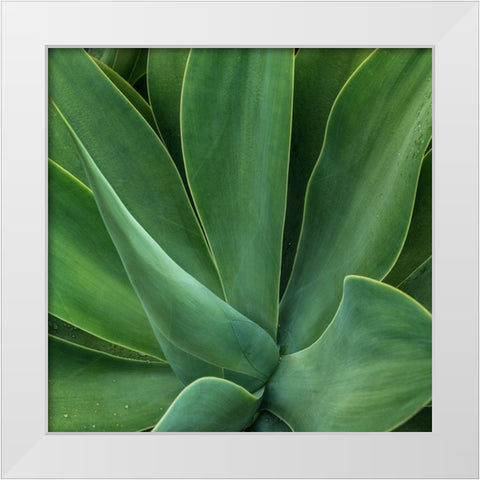 Tropical Macro I White Modern Wood Framed Art Print by Head, Danny