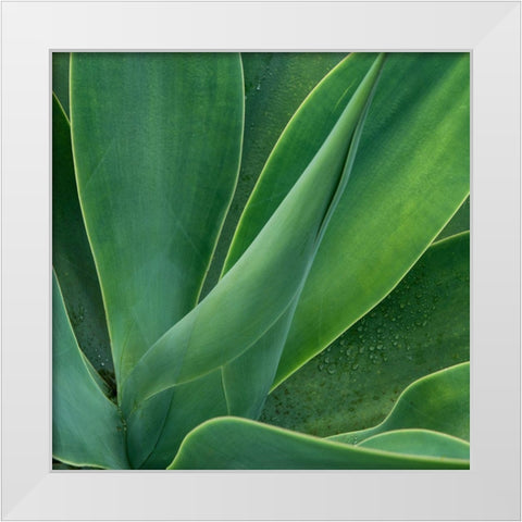 Tropical Macro II White Modern Wood Framed Art Print by Head, Danny