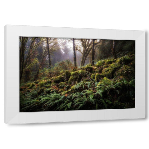 Fern Bank White Modern Wood Framed Art Print by Head, Danny