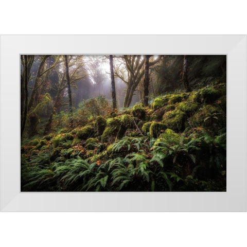 Fern Bank White Modern Wood Framed Art Print by Head, Danny