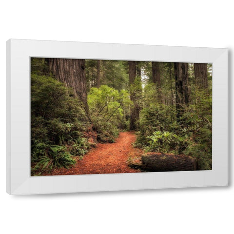 Redwood Trail White Modern Wood Framed Art Print by Head, Danny