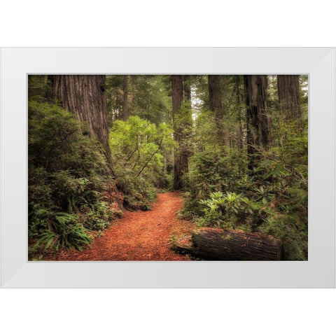 Redwood Trail White Modern Wood Framed Art Print by Head, Danny