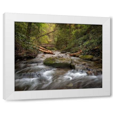 Spring Colors White Modern Wood Framed Art Print by Head, Danny