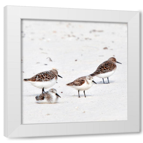 Resting Sandpipers White Modern Wood Framed Art Print by Head, Danny