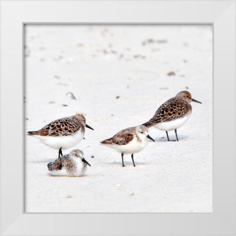 Resting Sandpipers White Modern Wood Framed Art Print by Head, Danny
