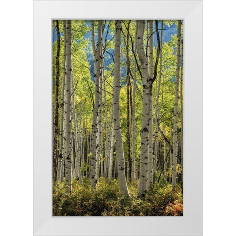 Aspen Trunks II White Modern Wood Framed Art Print by Head, Danny