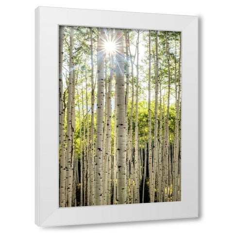 Aspen Trunks I White Modern Wood Framed Art Print by Head, Danny