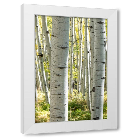 Aspen Trunks III White Modern Wood Framed Art Print by Head, Danny