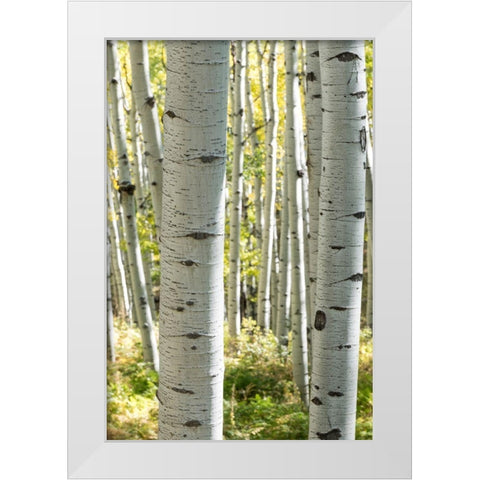 Aspen Trunks III White Modern Wood Framed Art Print by Head, Danny