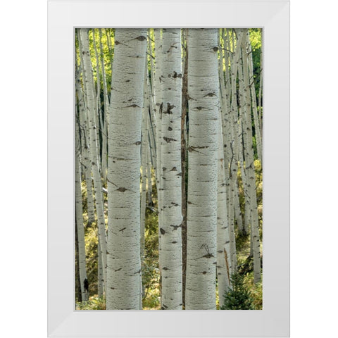 Aspen Trunks V White Modern Wood Framed Art Print by Head, Danny