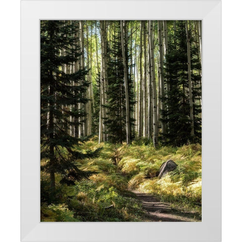 High Country White Modern Wood Framed Art Print by Head, Danny