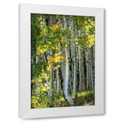 Aspen Trunks VI White Modern Wood Framed Art Print by Head, Danny