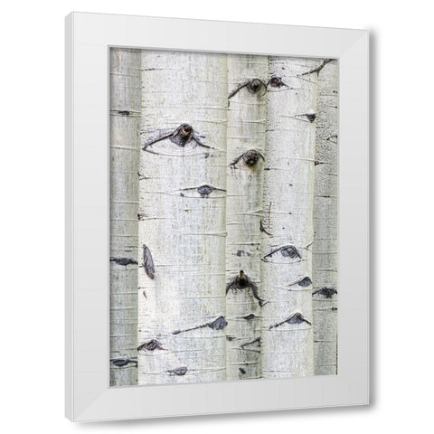 Aspen Eyes White Modern Wood Framed Art Print by Head, Danny