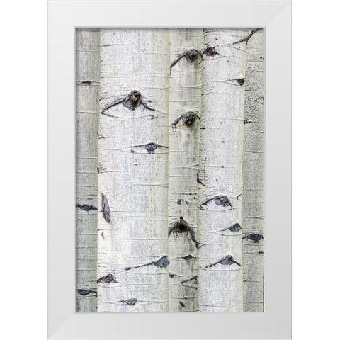 Aspen Eyes White Modern Wood Framed Art Print by Head, Danny