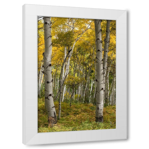 Autumn Aspens I White Modern Wood Framed Art Print by Head, Danny